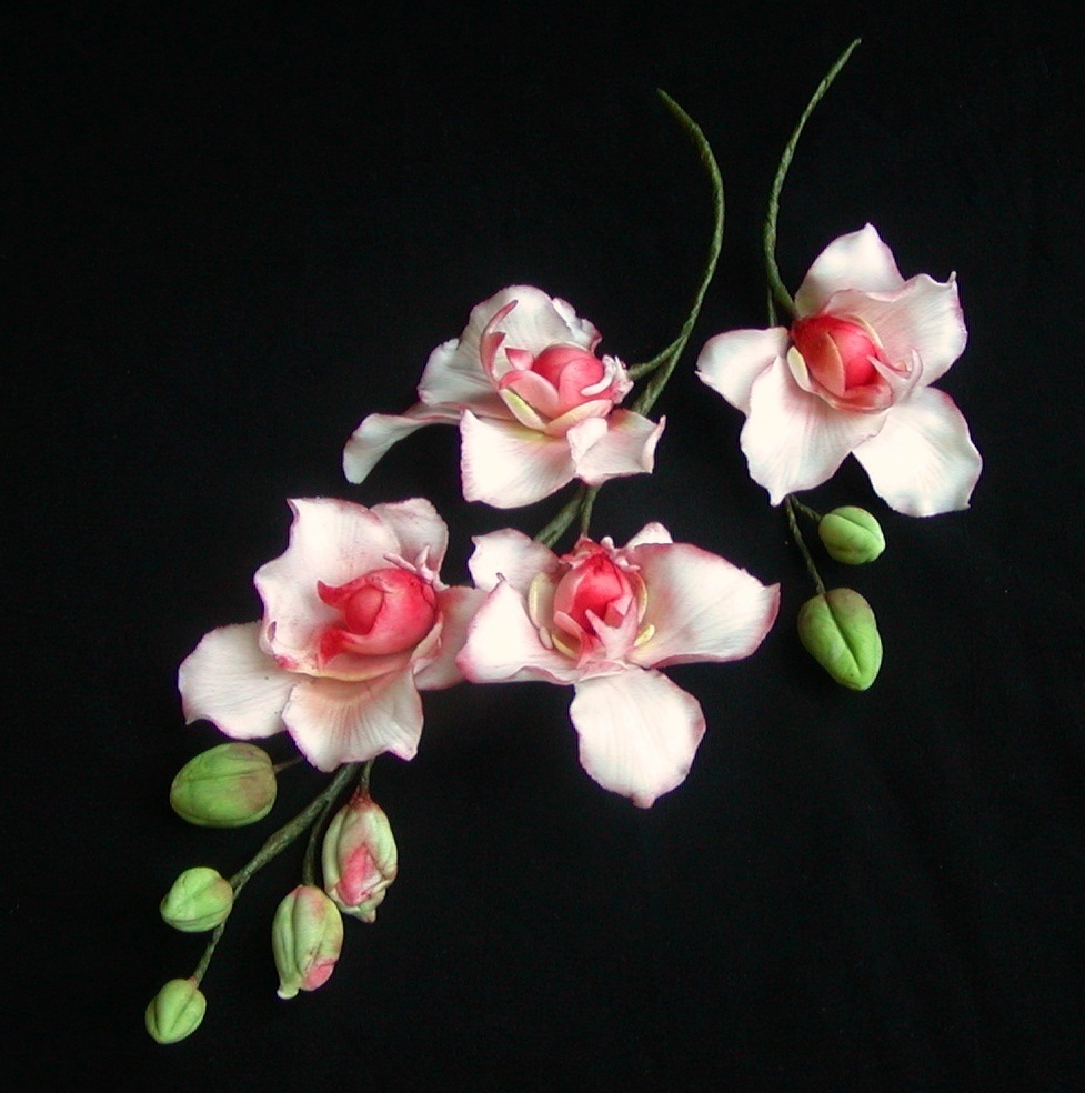 Orchidejky